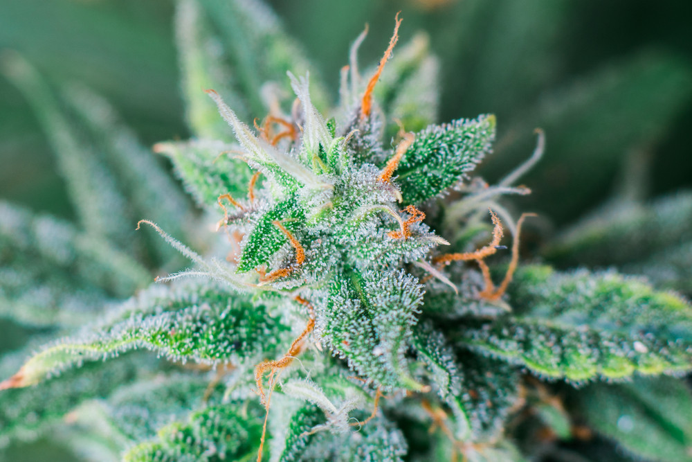 Strain Genie A Trailblazer in CBD Health and Wellness