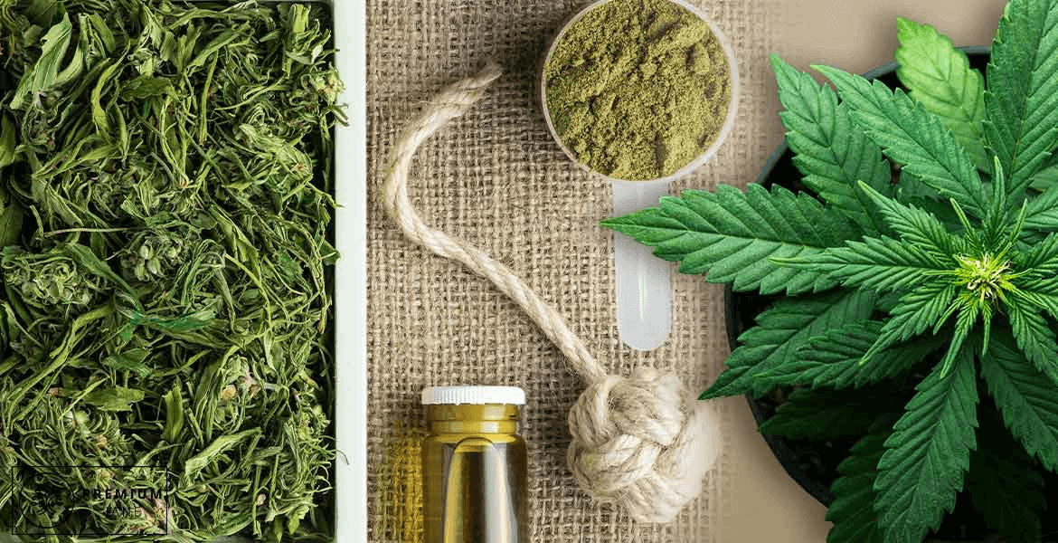 The Exploratory Guide to Hemp-Derived Delta-10 Uncovering Its Nature, Uses, and More